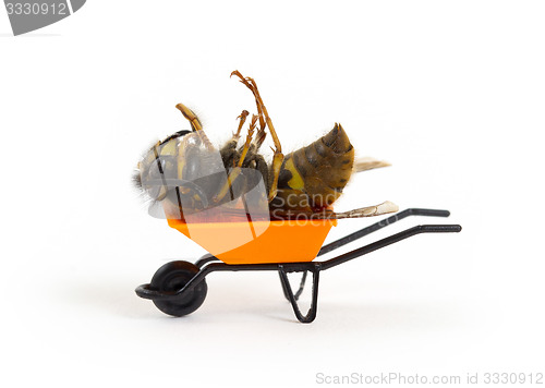 Image of Dead wasp in a miniature wheelbarrow