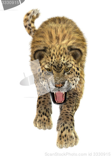 Image of Big Cat Leopard