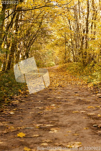 Image of the autumn wood  