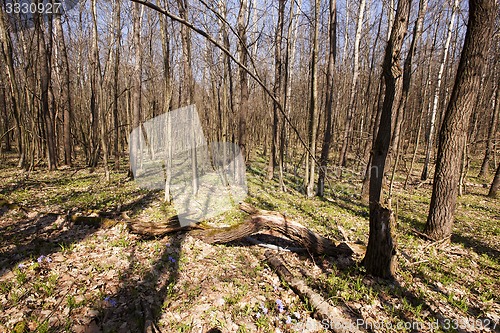 Image of spring wood  