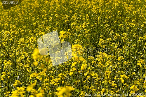 Image of flowers of rape  