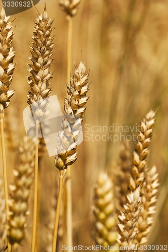 Image of cereals 