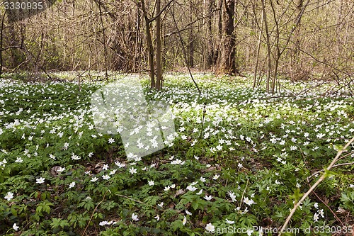 Image of spring flowers  