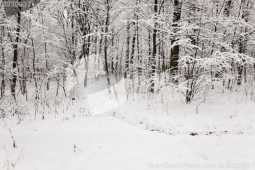 Image of winter trees  