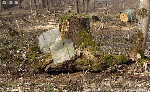 Image of old trees  