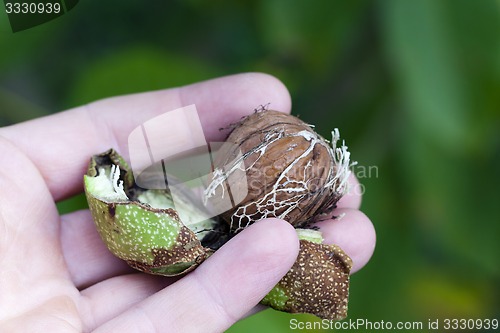Image of walnut  