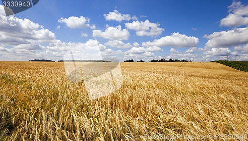 Image of wheat field  