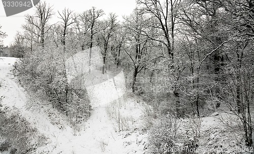 Image of trees in the winter  