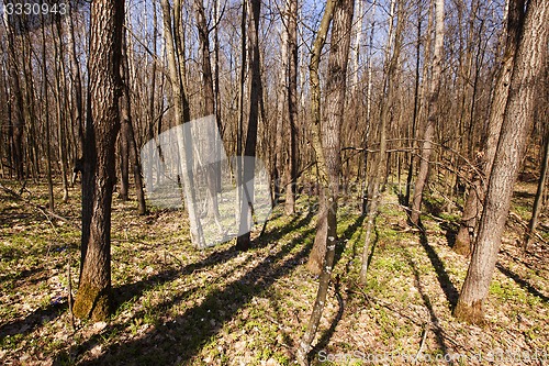 Image of spring wood  