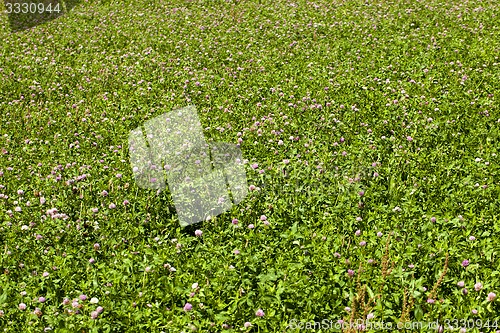 Image of flowering clover  