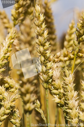 Image of ripened cereals  