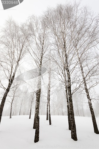 Image of winter trees  