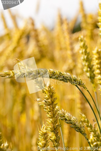 Image of mature cereals  