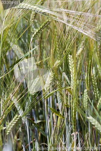 Image of ears of rye  