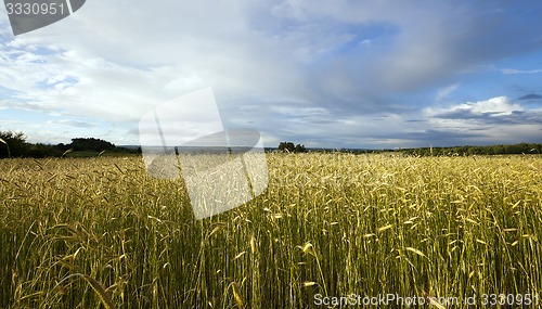 Image of wheat field  