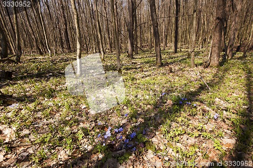 Image of spring wood  