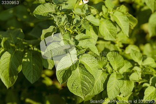 Image of potato leaves  