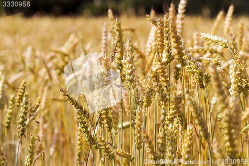 Image of ripened cereals  