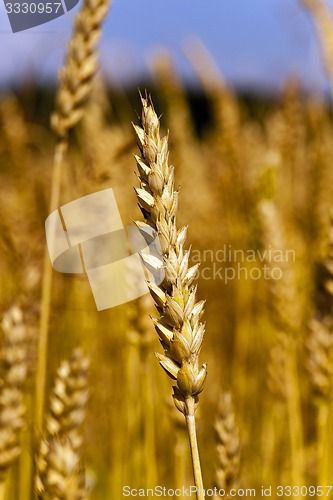 Image of ripened cereals 