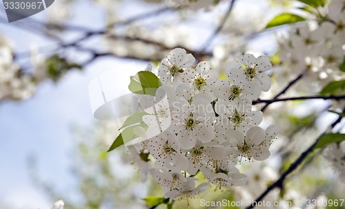 Image of cherry flower  