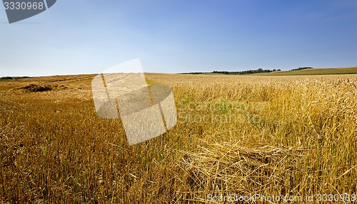 Image of Cut wheat  