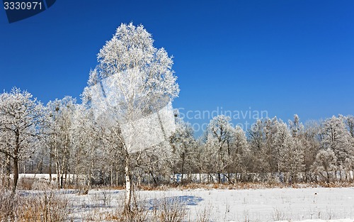 Image of trees in the winter  