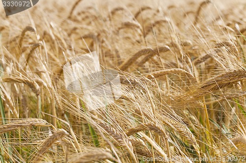 Image of ripened cereals  