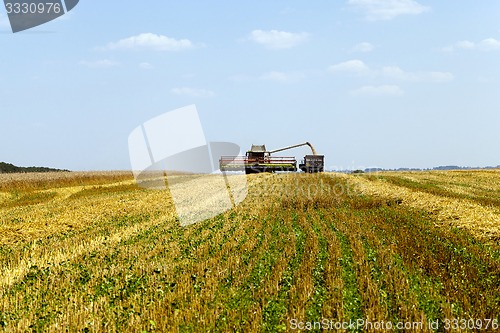 Image of harvesting  