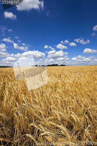 Image of wheat field  