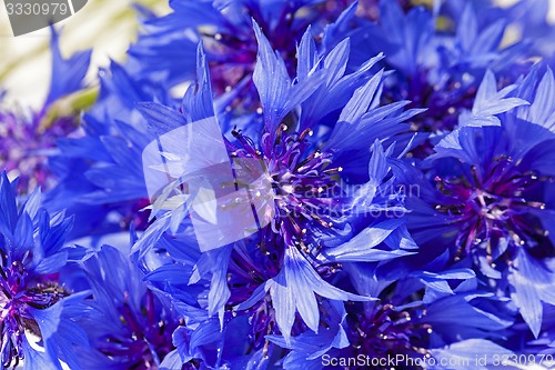 Image of cornflower  