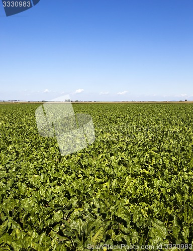 Image of agriculture  