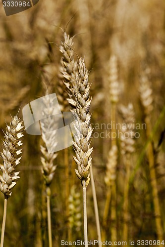 Image of cereals 