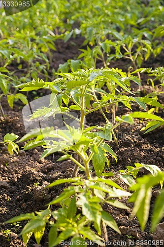 Image of Tomato seedlings  