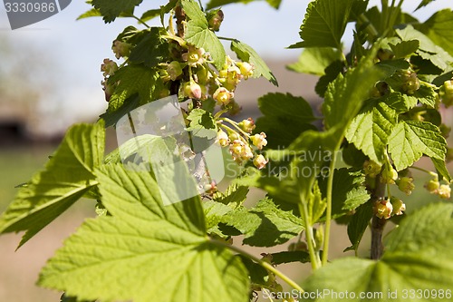 Image of flowering currant