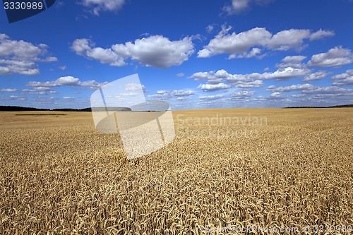 Image of wheat field  