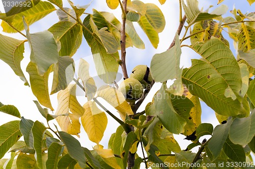 Image of walnut  