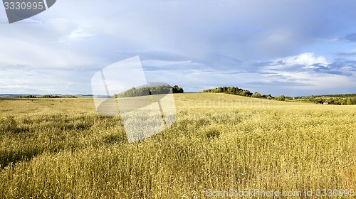 Image of wheat field  