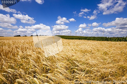 Image of wheat field  