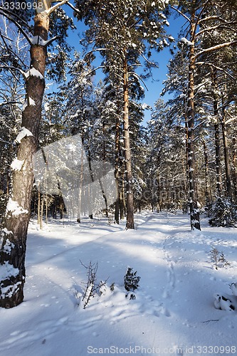 Image of winter trees  