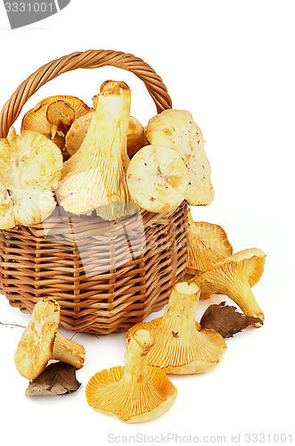 Image of Raw Chanterelles