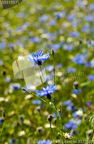 Image of cornflower flowers  