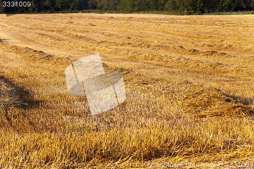 Image of field with straw  