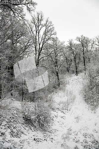 Image of trees in the winter  