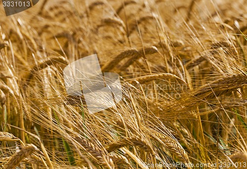 Image of mature cereals  