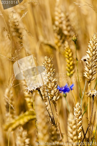 Image of cornflower  