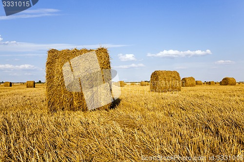 Image of  agricultural field  