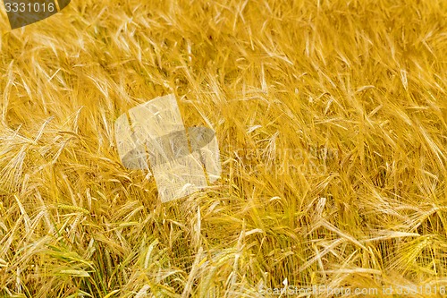Image of mature cereals  