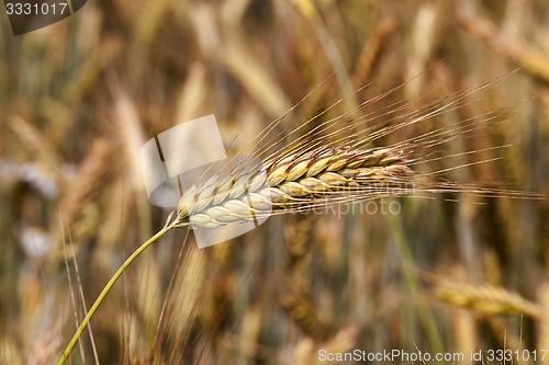 Image of rye ears  