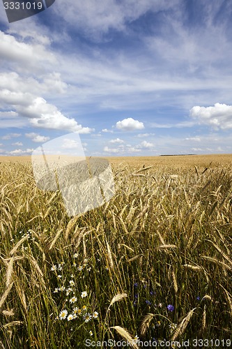 Image of unripe cereals  