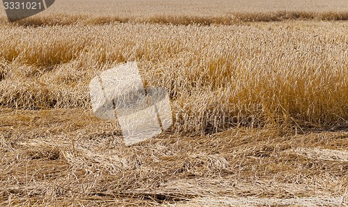 Image of destroyed wheat  